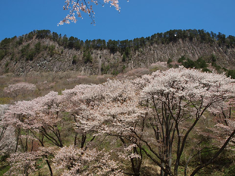屏風岩の山桜