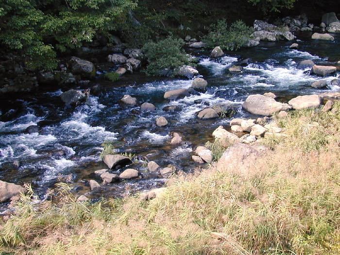 大入川の渓流