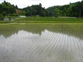 下深川付近では田植えが済んでいた