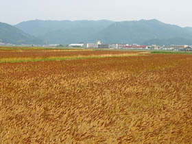 平田付近の麦畑