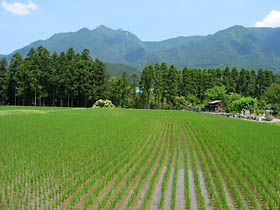 有間野付近の水田と局ヶ岳