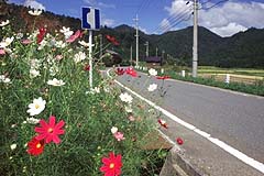 コスモス咲く地子原付近の道