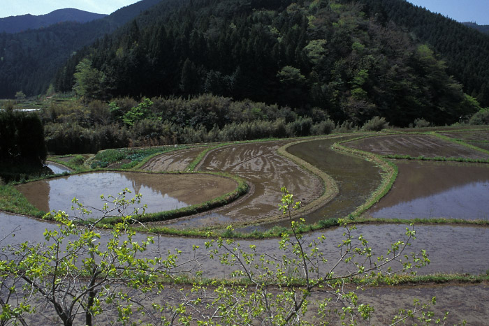 高樋の棚田