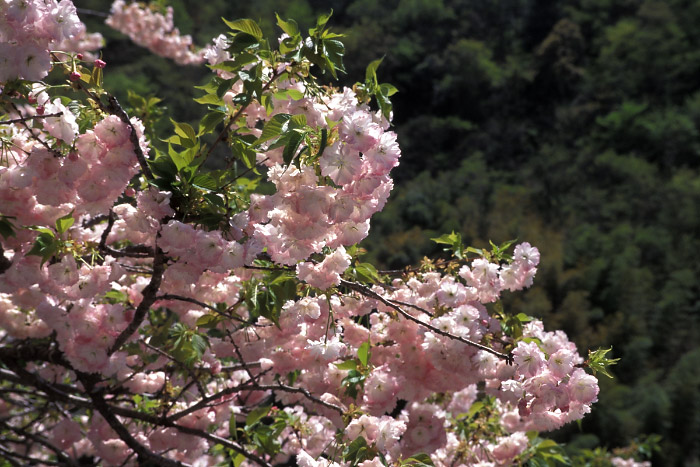 大古味の八重桜