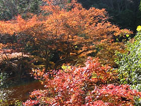 青田付近の紅葉