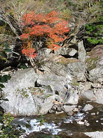 蓮川沿いの紅葉