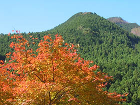 蓮中間橋付近の紅葉