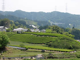 茶畑が広がる和束町