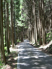 北山杉の美林を行く