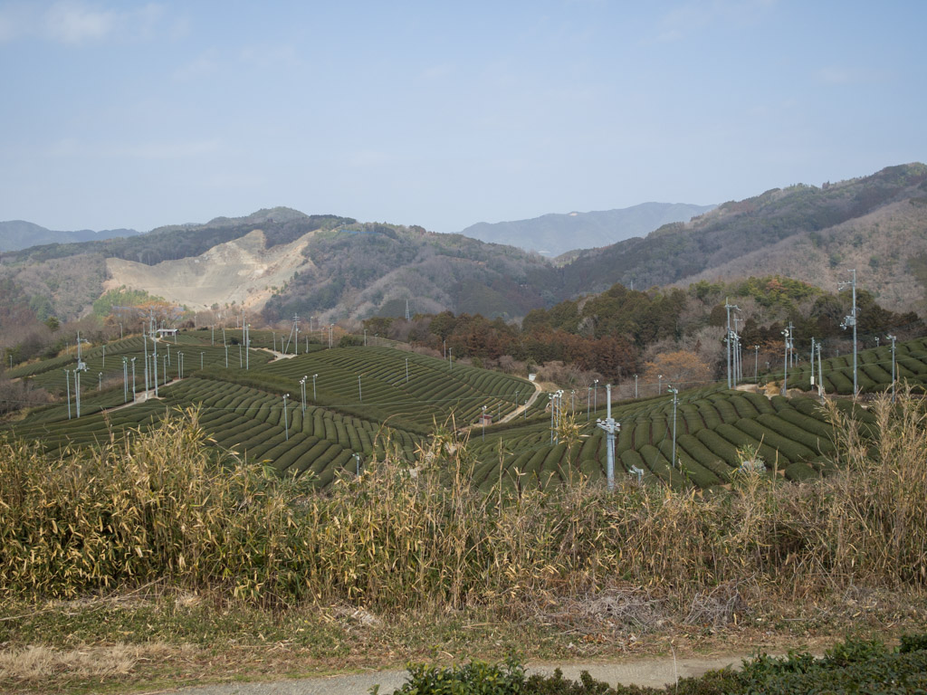 山田の茶畑